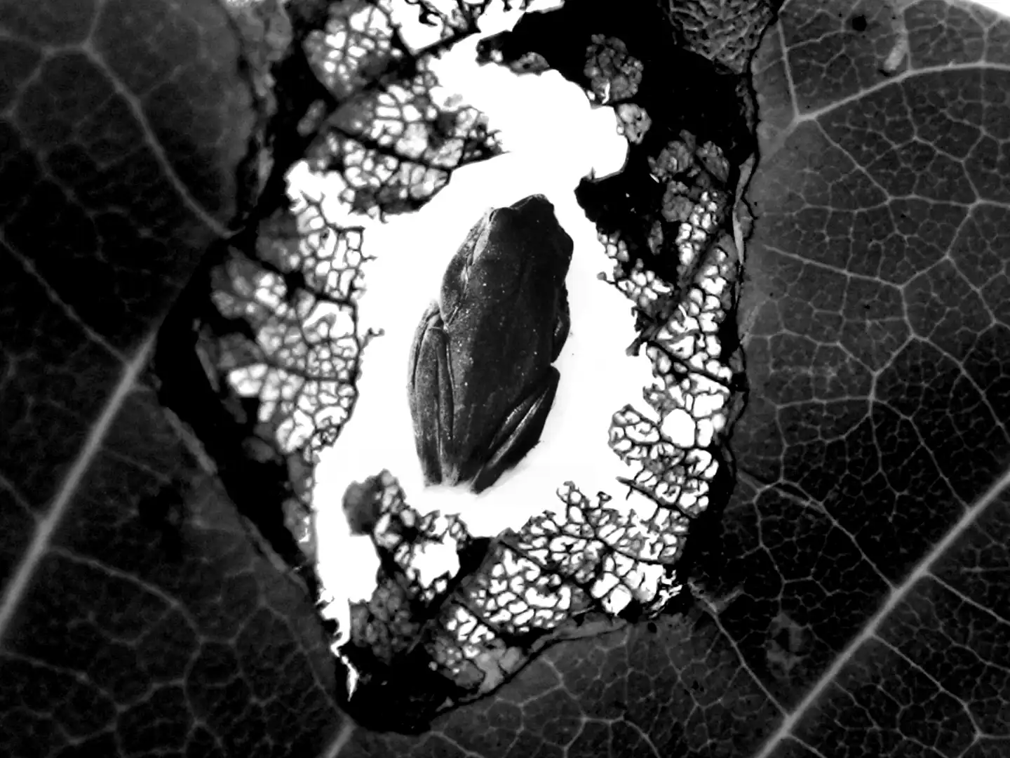 Dreams of the Rhacophorus