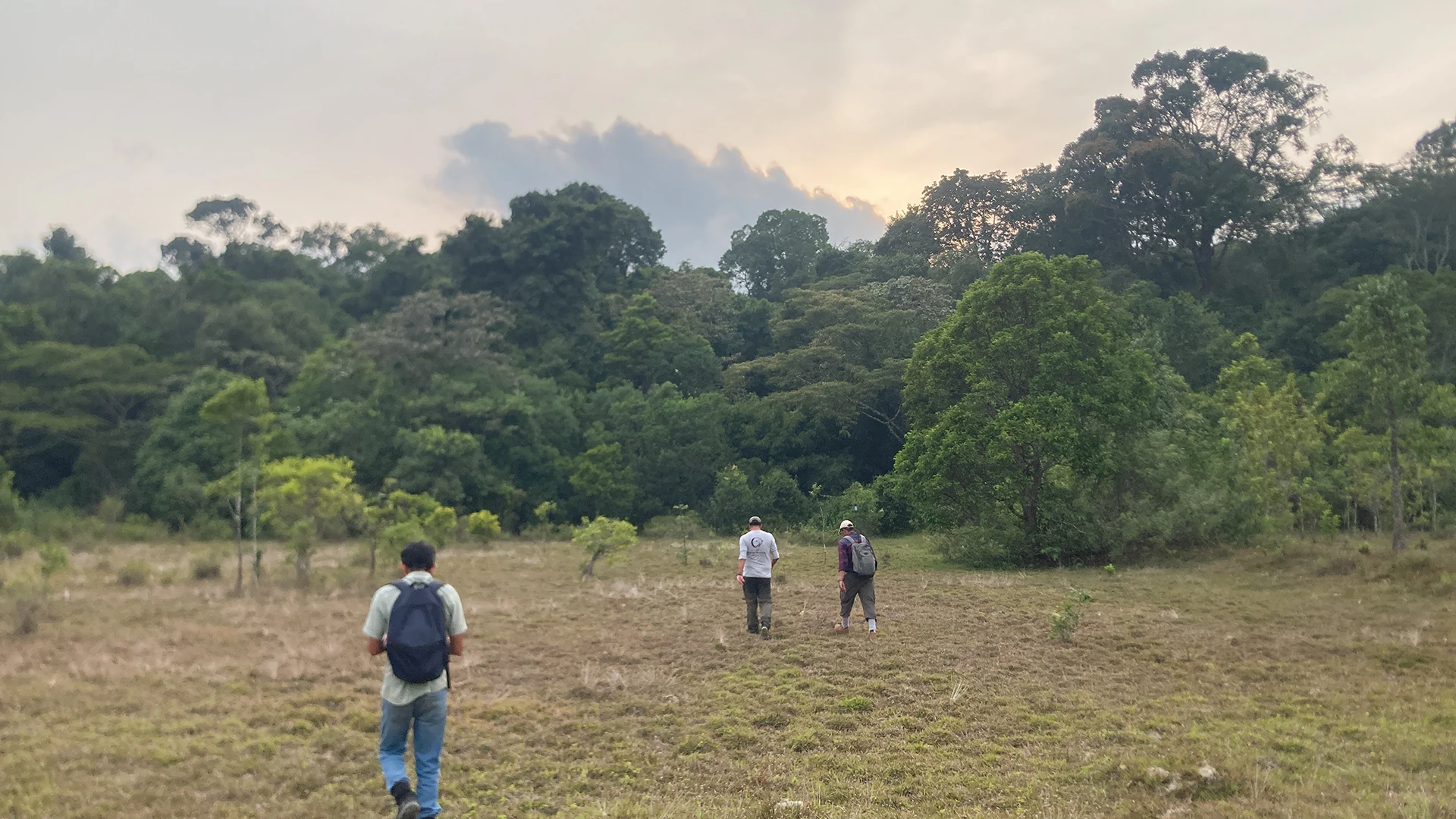 Abandoned paddy field at the entrance of the forest